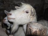 capre tinere gestante vaccinate