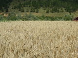 cartofi consum, triticale, baloti paie