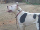 catea amstaff