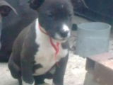 Catei Amstaff