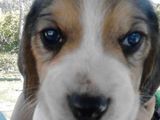 Catei Beagle