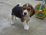 Catei Beagle