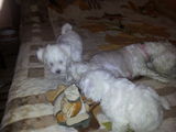 catei bichon
