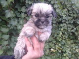 catei bichon havanez