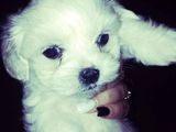 catei bichon maltez