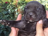 CATEI BULLY CU PITBULL