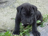 catei cane corso