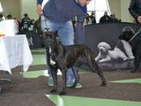 CATEI CANE CORSO