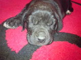 catei cane corso