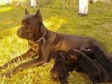 catei cane corso