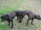 catei cane corso