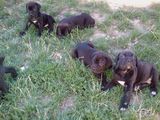 catei cane corso