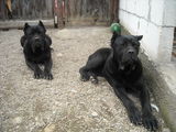catei cane corso