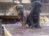 Catei Cane Corso de Calitate