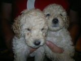 Catei caniche apricot poodle