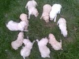 Catei caniche de vanzare