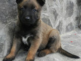 Catei ciobanesc belgian malinois