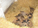 Catei Ciobanesc Belgian Malinois