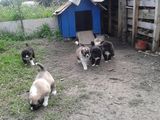 ''Catei Ciobanesc de Bucovina''