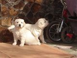 Catei Golden retriever cu pedigree, parinti campioni