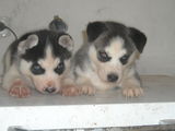 catei husky