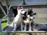 Catei Husky Siberian