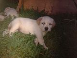 Catei Labrador
