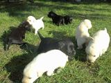 Catei labrador