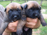 Catei malinois