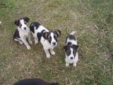 Catei pentru adoptie