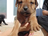 Catei rasa CANE CORSO