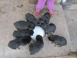 catei rottweiler