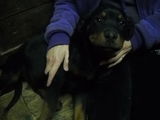 Catei Rottweiler