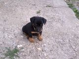 Catei Rottweiler de vanzare.