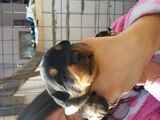 CATEI ROTTWEILER DE VANZARE