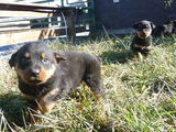 Catei Rottweiler din mama si tata 100 % rasa pura.