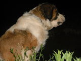 catei saint bernard