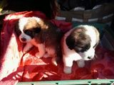 Catei Saint-Bernard