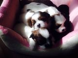 Catei shih-tzu jucausi si energici!