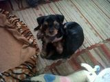 catei yorkshire terrier