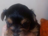 cateii de vanzare