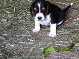 catel beagle