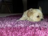 Catel bichon