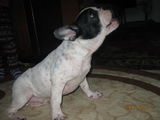 catel Bulldog francez
