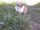 catel de rasa Shi-Tzu