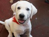 catel labrador