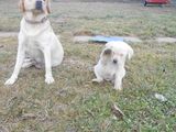 catel labrador  sapte  saptamani