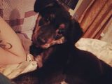 Catel metis negru 6 luni