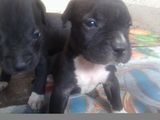Catel pitbull