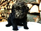 catel Puli de vanzare